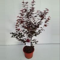 Japanse esdoorn (Acer Palmatum "Atropurpureum") - 100-125 cm - 1 stuks