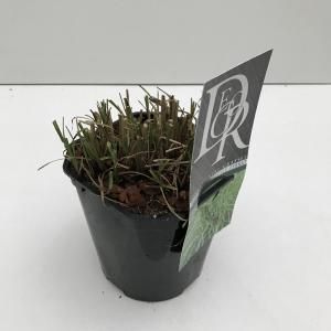 Prachtriet (Miscanthus sinensis "Little Zebra") siergras - In 2 liter pot - 1 stuks