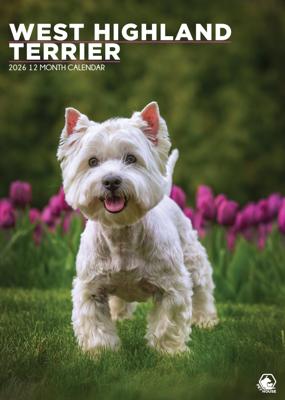 West Highland White Terrier A3 Kalender 2026
