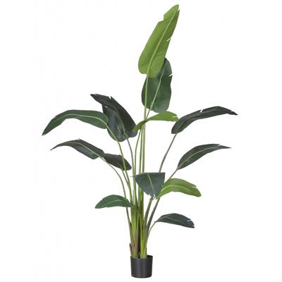 Strelitzia
