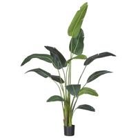 Strelitzia - thumbnail