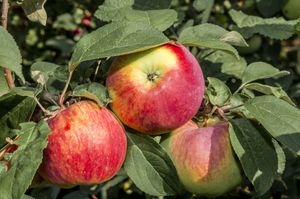 Halfstam dikke Appelboom