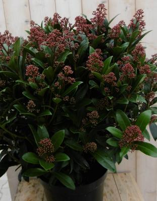 Skimmia Japonica rubella 70 cm - Warentuin natuurlijk