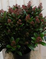 Skimmia Japonica rubella 70 cm - Warentuin natuurlijk