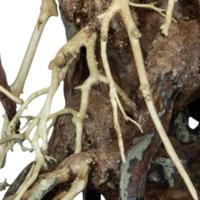Bonsai root medium Aquadistri - Aquadistri