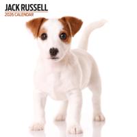 Jack Russell Terrier Modern Kalender 2026