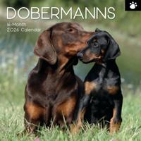 Dobermann Kalender 2026