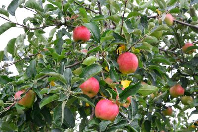 Halfstam dikke Appelboom 'Jonagold' Halfstam dikke Appelboom 'Jonagold'