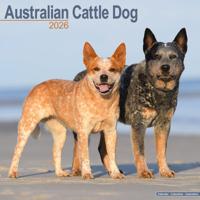 Australian Cattle Dog Kalender 2026