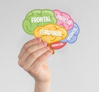 Hersenen anatomie sticker wetenschap