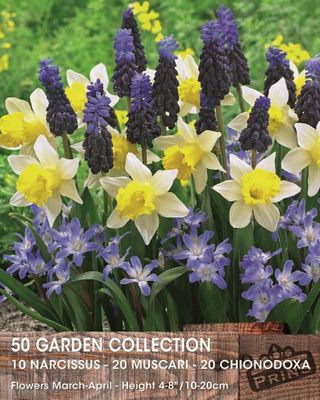 Prins garden collectie 50 bollen