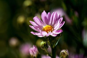 Herfstaster