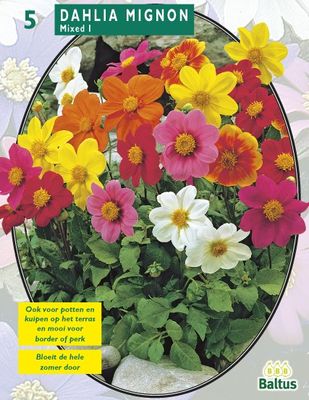 Zomer Bloembollen Dahlia Mignon Mix per 3 Baltus - Baltus