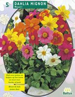 Zomer Bloembollen Dahlia Mignon Mix per 3 - Baltus