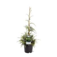 Chamaecyparis nootk. 'Aldrich Mountain' 40-50 cm Conifeer - Warentuin natuurlijk
