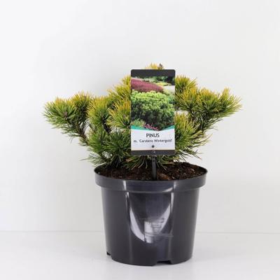 Pinus mugo carstens wintergold 25-30 cm - Warentuin natuurlijk