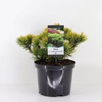 Pinus mugo carstens wintergold 25-30 cm - Warentuin natuurlijk