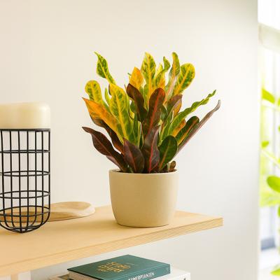 Croton Mammi - P12