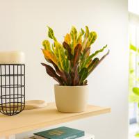 Croton Mammi - P12