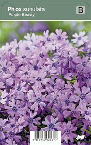 Vips Phlox subulata Purple Beauty - Kruipphlox