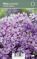 Vips Phlox subulata Purple Beauty - Kruipphlox - thumbnail