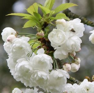 Sierkers