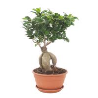 Ficus Microcarpa &apos;Ginseng&apos; (met schotel) P 20 cm