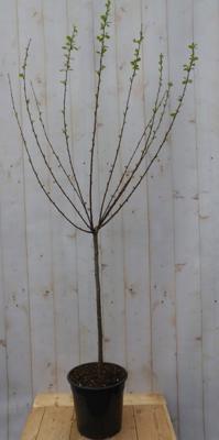 Prunus triloba Amandelboompje op stam hoogte totaal 120 cm Warentuin Natuurlijk - Warentuin natuurlijk