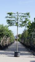 Zuil haagbeuk als leiboom Carpinus betulus Fastigiata h 340 cm st. omtrek 16 cm st. h 220 cm - Warentuin Natuurlijk