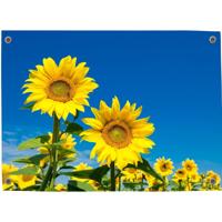 Tuinposter Zonnebloem 5 - Pillow Buddies