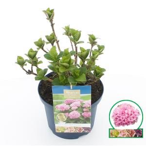 Hydrangea Macrophylla "Magical Revolution Roze"® boerenhortensia - 30-40 cm - 1 stuks