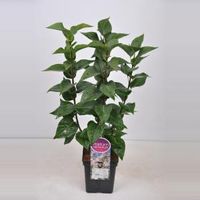 Sering (syringa vulgaris "Beauty of Moscow") - 50-70 cm - 1 stuks - thumbnail