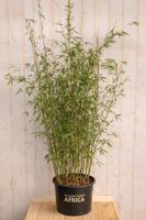 Bamboe Fargesia Violet Woods 150 cm Warentuin Natuurlijk - Warentuin natuurlijk