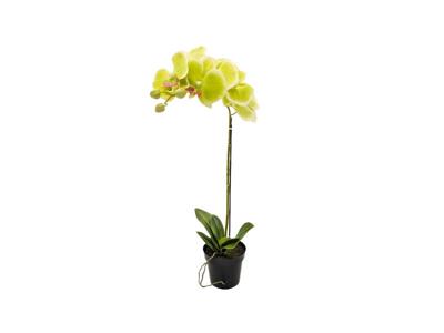 Orchidee kunstplant 1-tak 55 cm, groen - Buitengewoon de boet