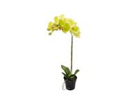Orchidee kunstplant 1-tak 55 cm, groen - Buitengewoon de boet