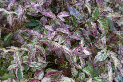 Leucothoe Leucothoe