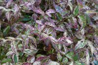 Leucothoe - thumbnail