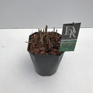 Prachtriet (Miscanthus sinensis "Malepartus") siergras - In 5 liter pot - 1 stuks