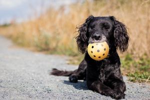 Trixie gatenbal natuurrubber met bel voor blinde of gehandicapte hond (7X7X7 CM)
