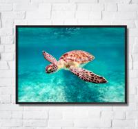 Zwemmende schildpad in zee poster