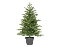 Everlands grandis miniboom pot h90cm groen