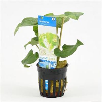 Saururus cernuus
 - 6 stuks - aquarium plant