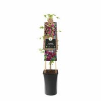 Rode bosrank (Clematis viticella "purpurea plena elegans") klimplant