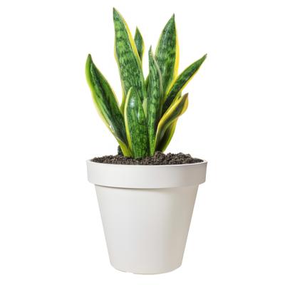 Pro Garden Bloempot - wit - rond - D30 cm - kunststof - plantenpot - tuin buiten