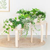 Groene Wonderbox (12 stuks) Groene Wonderbox (12 stuks)