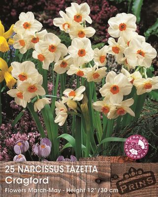 Prins narcis tazetta cragford 25 bollen