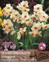 Prins narcis tazetta cragford 25 bollen