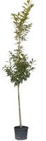 Laurierkers hoogstam 200 cm Prunus laurocerasus 250 cm - Warentuin Natuurlijk - thumbnail