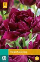 Tulipa Showcase 5 bollen - Jub