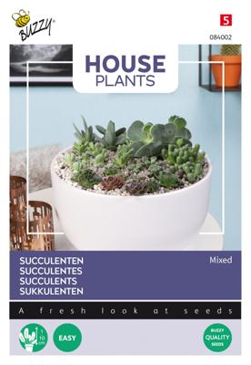 House Plants Mixed Succulents, Vetplanten - Buzzy